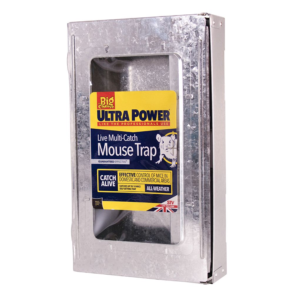 Basket femme giuseppe zanotti - Chaussures